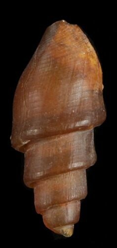 Agatized Fossil Gastropod From Morocco - #38428